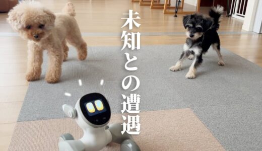 保護犬あめ、ロボット犬に会う。なぜか姉犬は教育熱心に。