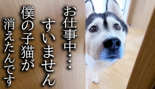 最愛の子猫が家出したと思い泣きながら必死で探すハスキー犬がこちら...