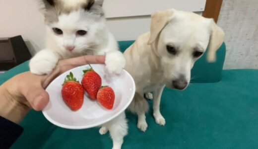 初めて苺を食べる犬猫姉妹が可愛すぎる