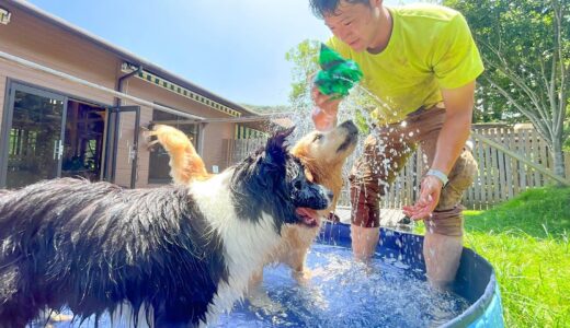 ワンパクな犬2匹とプール開きしたらとんでもなくカロリー消費しました。