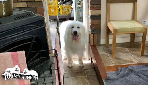 寝ぼけててご飯なのに間違えて犬舎へ行ってしまったルンルンです　Great Pyrenees　グレートピレニーズ