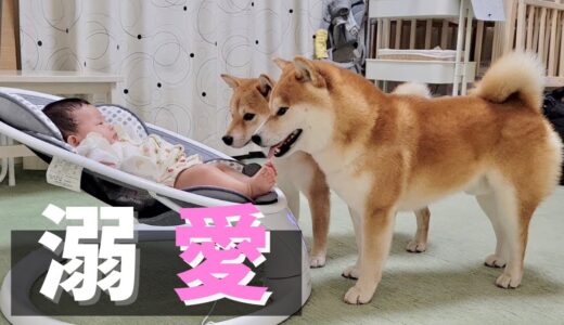 赤ちゃん妹が可愛くて堪らない柴犬、惜しみない愛で接する