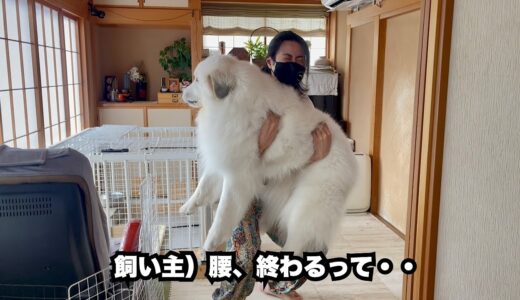 超大型犬を人力で命懸けで体重測定してみたら・・【大暴れ編】