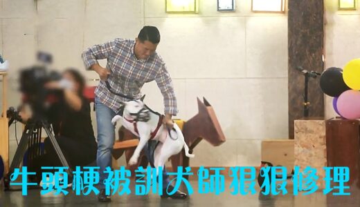 牛頭梗遭遇訓犬師高強度激烈管控，訓犬師還讓猛男主人學嗲嗲的聲音。