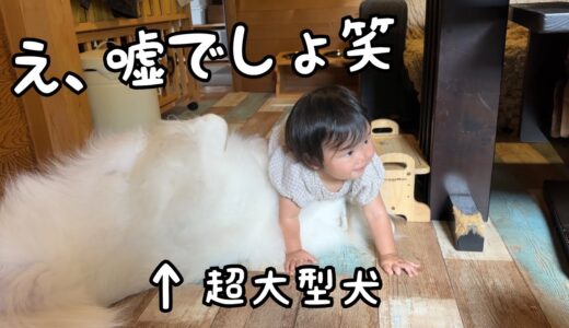 【まじかw】妹が超大型犬の上をまさかの顔面から乗り越えちゃいましたw｜グレートピレニーズ