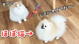 猫に育てられた犬が完全に猫化してて可愛いすぎたw