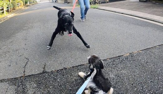 保護犬あめ、大好きなお姉さんに会えた日。