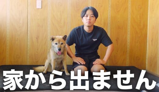 長年外飼いだった雑種犬コロちゃんが台風の影響でこうなりました