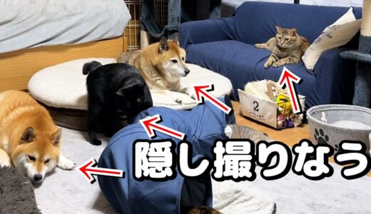 初めて飼い主がいない夜に犬と猫がいる部屋を隠し撮りしてみました…