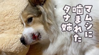 元気がないタナ姉を励ます子猫と先住犬むぎ爺が優しさに溢れてました🥹