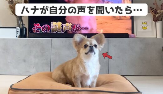 うわうわ鳴く犬をテレビで見た結果…【うわうわ犬】