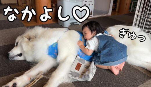 【可愛い♡】大好きな超大型犬のもふもふの快感を覚えて何度もハグする妹w｜グレートピレニーズ