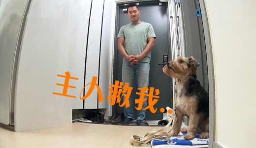 見人就兇遇人就咬的惡犬，見到訓犬師瞬間全身僵硬，這才是真正意義上的秒慫