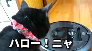 【ロボット掃除機ルンバvs犬猫！】@taipi 【切り抜き】