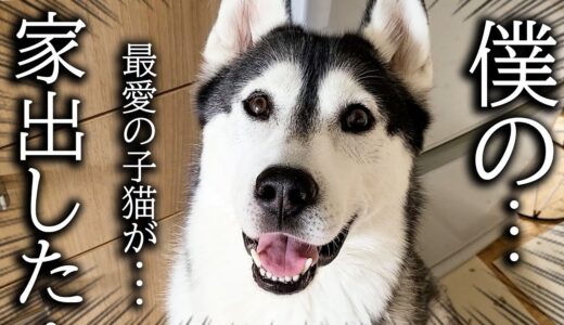 家出したと思った猫を見つけた時の犬の反応がこちらです