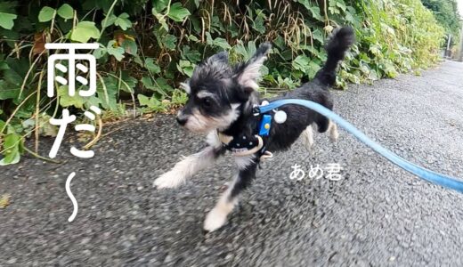 雨にも負けず、1日を満喫する保護犬あめ