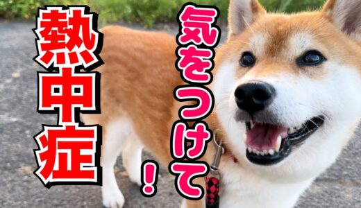 犬も猫も人間も熱中症には気をつけて！猛暑とは思わないくらいリラックスしている猫