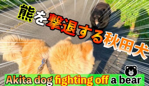 【貴重映像】散歩中に熊に襲われた時、秋田犬が熊を撃退する様子 【Rare footage】An Akita dog attacked by a bear repels the bear.