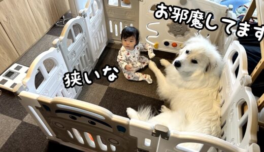 【狭い！】妹のサークルなのにまるで自分の部屋のようにくつろぐ超大型犬w｜グレートピレニーズ