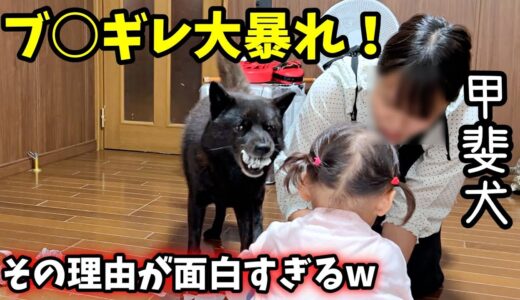 甲斐犬一休がブ○ギレ大暴れした理由が面白すぎるw【甲斐犬一休と猫のしずく】