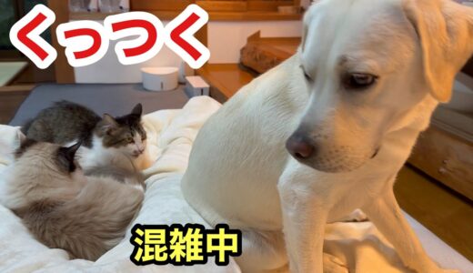 １秒でも長く飼い主にくっついていたい犬と猫の生活は幸せでしかない