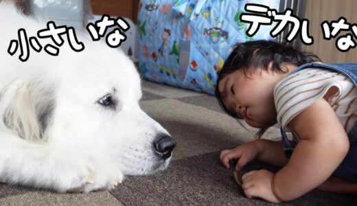 【可愛い】妹が超大型犬を誘惑したらまんまと引っかかっちゃいましたw｜グレートピレニーズ