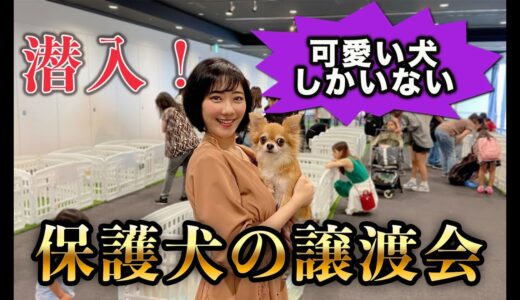 【潜入】家族のいない保護犬たちのリアル！東京の保護犬譲渡会に行ってみた・・・