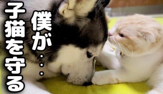 雷に怯える猫を守ろうとするハスキー犬がこちらです…