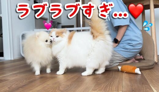 寝起きは特に甘えんぼが爆発する猫と犬が可愛すぎるので見てほしい