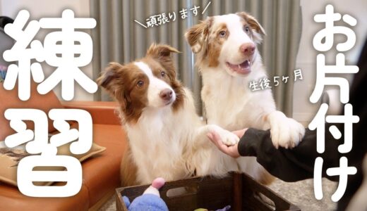 おもちゃのお片付けする賢い姉犬と練習を始めた生後５ヶ月の弟犬✨