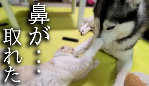 大型犬の鼻をもぎ取ろうとした猫がこうなりました...