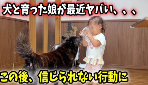 犬に憧れすぎた娘が、とんでもない行動に・・・【日本犬と子供】