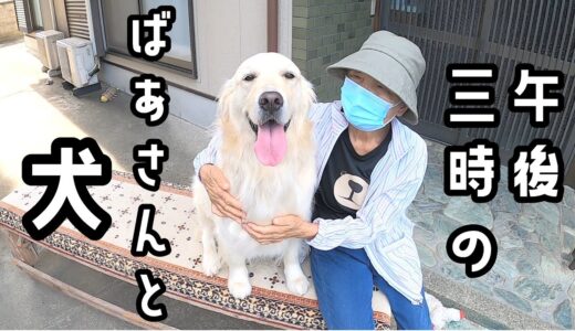 平和の渋滞。午後3時の犬とばあさん。　#メイちゃんねる