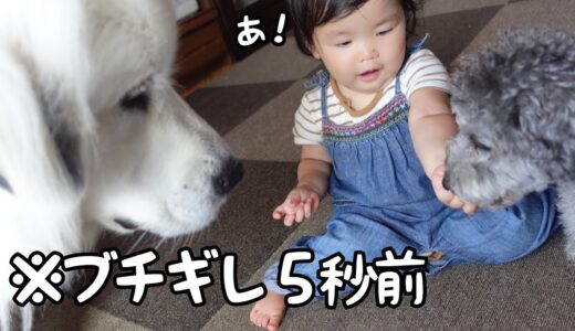 【大絶叫】超大型犬のおやつを奪い続ける小型犬についに妹がブチギレました｜グレートピレニーズ