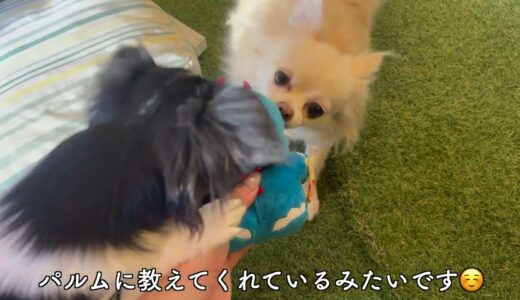 先輩ポメチワに犬らしい遊び方を伝授してもらう生後５ヶ月のいたずら好きなペキチワ【うるパル】