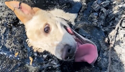 炎天下の中、アスファルトに嵌って動けない犬。もがく力も失ったそのとき…