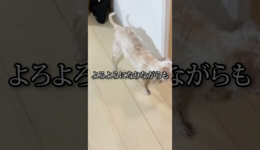 亡き父の仏壇の前で会いたいと願う犬 #shorts  #犬  #感動