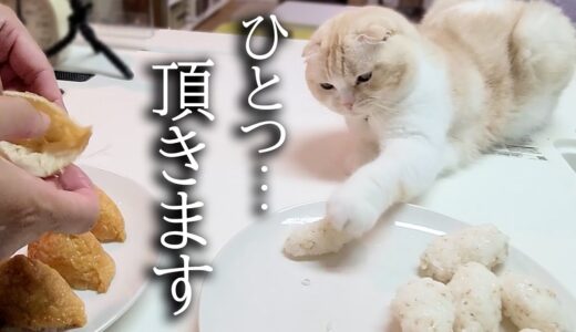 初めて猫といなり寿司を作ってたら盗み食いしょうとこうなった