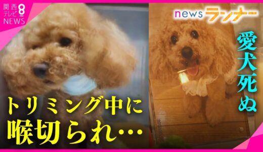 喉をハサミで切られ愛犬死ぬ　トリミング中の「過失」を裁判所が認定　元トリマーに約40万円支払い命じる【関西テレビ・newsランナー】