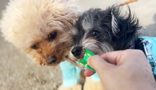 保護犬、海デビュー。ビーチを走って嬉しそう。