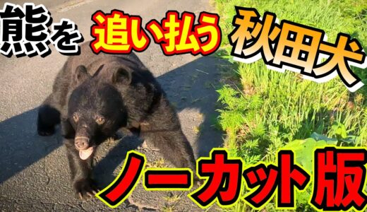 【貴重映像】熊を追い払う秋田犬　★ノーカット版★　※おまけの熊動画付き　Uncut version 【Rare footage】Akita dog fighting off a bear