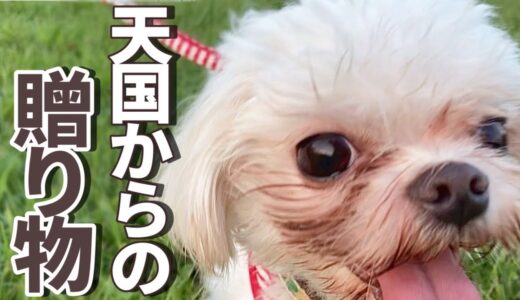 【保護犬・猫】お星様になったお友達から届いたギフト「vol 353」