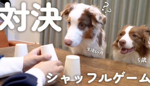 先住犬と子犬でシャッフルゲームしたら性格の違い出て可愛すぎました(笑)