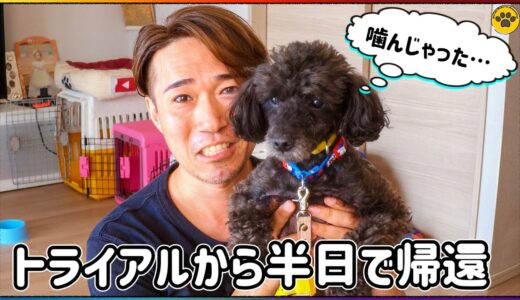 トライアル半日で失敗して戻ってきた保護犬トイプー