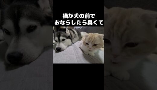 猫が犬の前で臭いおならをしたらこうなりました…#shorts