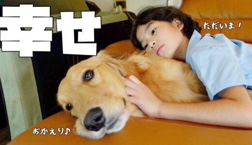 【大型犬1歳のいる生活#17】新学期 姉の帰宅が嬉しすぎる愛犬の1日