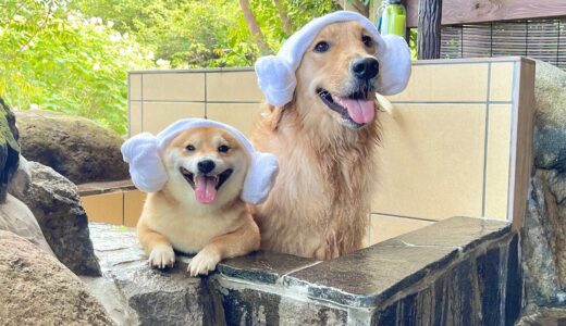 まるで人間のように露天風呂に入る豆柴とゴールデンレトリバーが可愛すぎました...