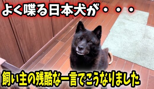 飼い主の言葉の意味を理解した瞬間、愛犬が・・・笑　 #日本犬 #甲斐犬