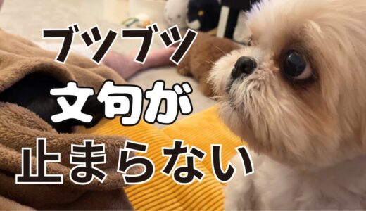 【喋るシーズー犬】くつろいでいるミニピンにひたすら文句言って止まらなくなりました～多頭飼い～チワワ・シーズー・ミニチュアピンシャー・トイプードル