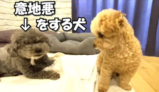 まるで人間のように意地悪をする犬と仕返しをする犬